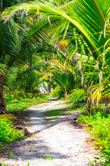 Obraz premium Sandy path through green jungle on tropical island, Panama