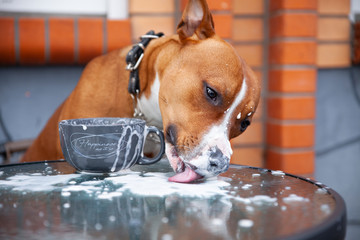 Dog drinks coffee from a cup at a table