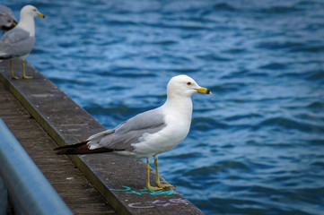 Seagull standing on the edge of the pier. Close up view of white and grey birds seagulls in front of natural blue water background.