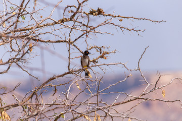 Bulbul mit Roten Augen