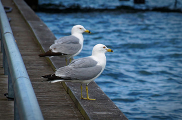 Two seagulls standing on the edge of the pier. Close up view of white and grey birds seagulls in front of natural blue water background.