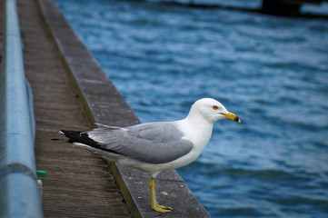 Seagull standing on the edge of the pier. Close up view of white and grey birds seagulls in front of natural blue water background.
