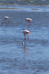 Drei Flamingos im Wasser