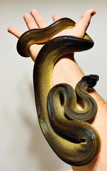 Obraz premium snake in cage