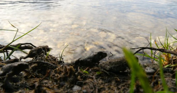 Toadlet migration along the shore of a lake in Canada.  Western toad at Summit Lake, BC.
