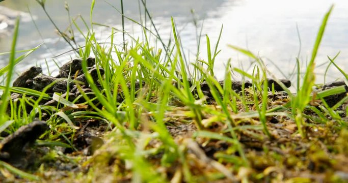 Western toad toadlets hop along the shore in deep grass.
