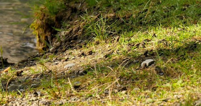 Toadlets walk and hop along the shore of a lake during migration.  Western toad.