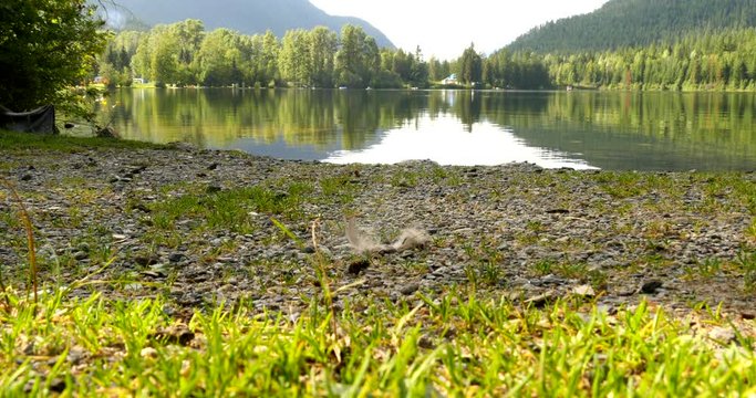 Baby Western Toad frogs hop and walk along the lake shore.  Hundreds of Toadlets are migrating.