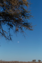 Wiese, Baum und Mond
