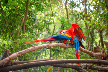 Couple of scarlet macaw standing on a branch in the middle of the jungle. 