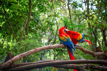 Couple of scarlet macaw kissing, standing on a branch in the middle of the jungle.