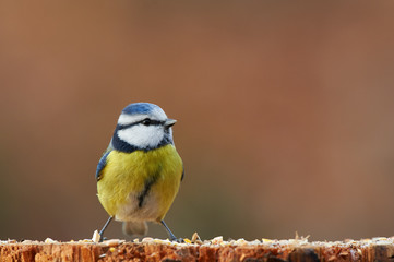 Eurasian blue tit,Cyanistes caeruleus.