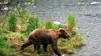 A bear with a freshly caught salmon