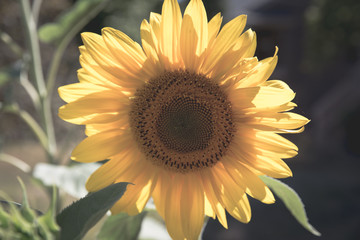 Blooming sun flower in afternoon sunlight