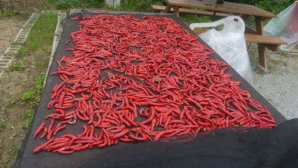 고추 건조