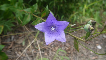 나팔꽃, 도라지꽃, 호박꽃