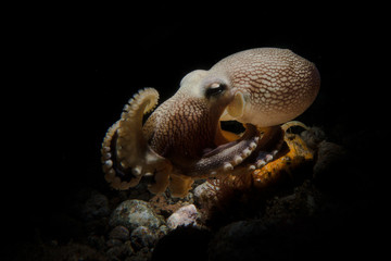 Octopus
