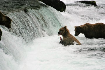Brown bears at Brooks Falls