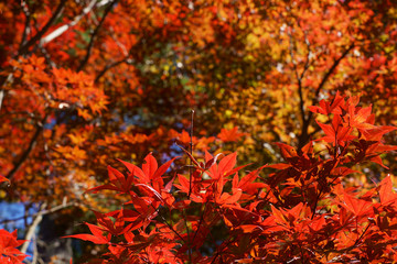秋の紅葉シーズン　-日本、埼玉県、平林寺