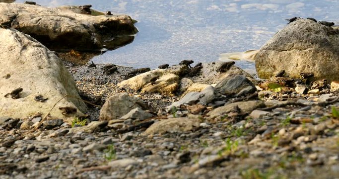 Western toad annual toadlet migration as the frogs make their way along the lake edge.