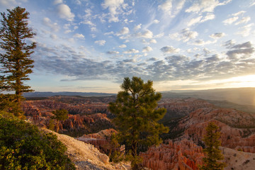 Sunrise at Bryce Canyon with Green Pine Tree and Cloudscape