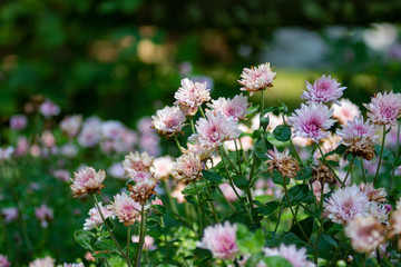 Pink Flowers in Dappled Sunlight with Blurry Background