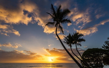 Fototapeta na wymiar Palm trees at Sunrise on Kauai