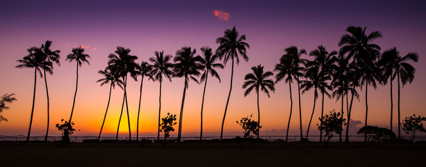 tropical sunrise with palm trees at dawn in the town of Kapaa, Kauai, Hawaii