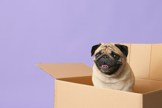 Cute pug dog in cardboard box on color background