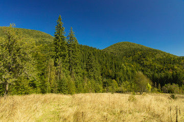 Carpathian mountains forest spring time scenery landscape highland environment photography in clear weather day 