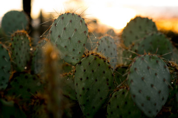Cacti Drops