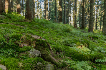 Fototapeta na wymiar forest hill land environment with stump foreground green grass and moss ground cover and blurred unfocused trees scenic background 