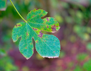 Single isoalted autumn leaf of a fig tree (Ficus carica).