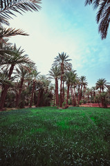 Obraz premium Traditional agriculture in the desert oases in Morocco