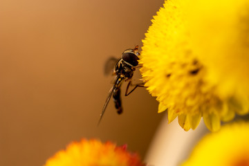 bee on a flower