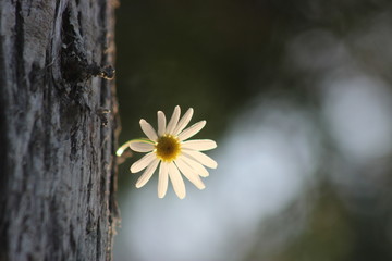 white flower on green background