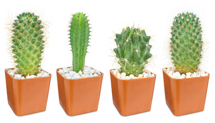 Cactus isolated on white background, Lovely green cactus in brown pot, closeup cacti for decoration.