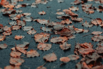 Fallen autumn leaves .