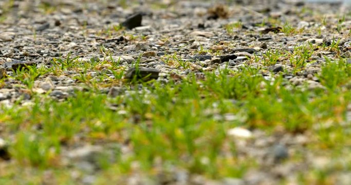 Baby toads hop and walk by the low angle, high depth of field shot during a toadlet migration.