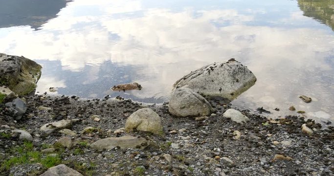Western toad toadlet migration on the edge of a lake.  Hundreds of baby frogs make their way along the shore.