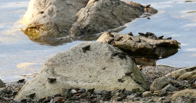 Toadlets hop and walk along the rocks on a lake shore.  Western Toad.
