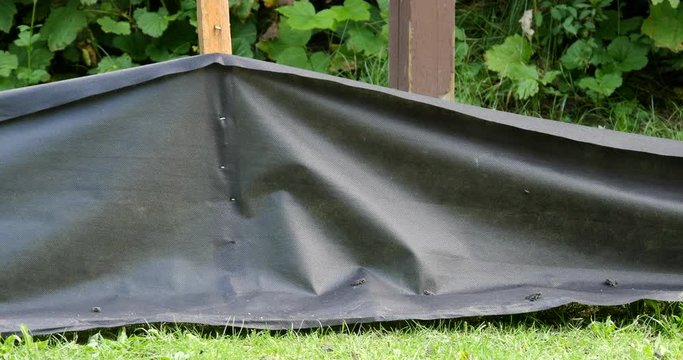 Black mesh fence prevents toadlets from crossing a road.  Western Toad migration.