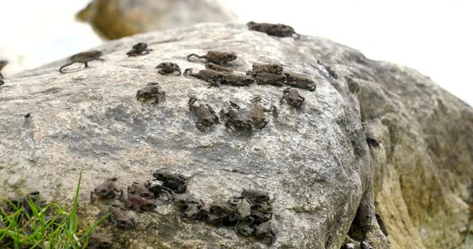 Toadlets migrating as they crawl around on a rock at the edge of a lake.  Western toad migration at Summit Lake, BC, Canada.