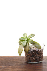small succulent plant echeveria in a glass pot. planting at home