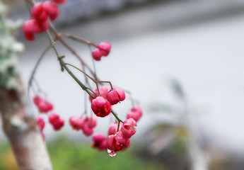 木の実と水滴 / 山口県岩国市横山紅葉谷公園