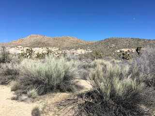 Joshua tree, California