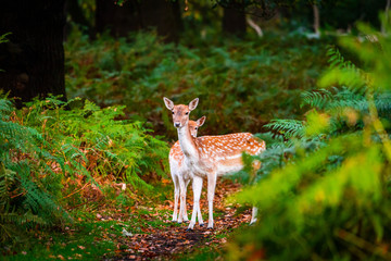 Fallow deer does in forest