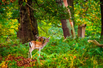 Fallow deer doe in forest