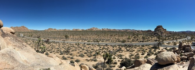 Joshua tree, California
