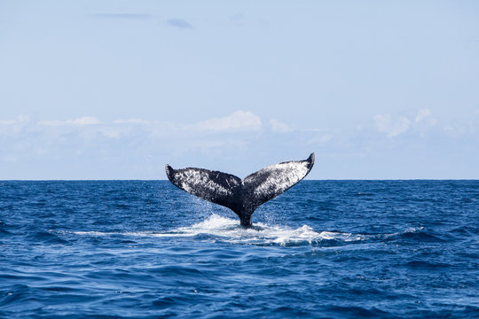 A Humpback whale, Megaptera novaeangliae, raises its powerful fluke out of the sea. The Atlantic population of Humpback whales is still considered an endangered species.